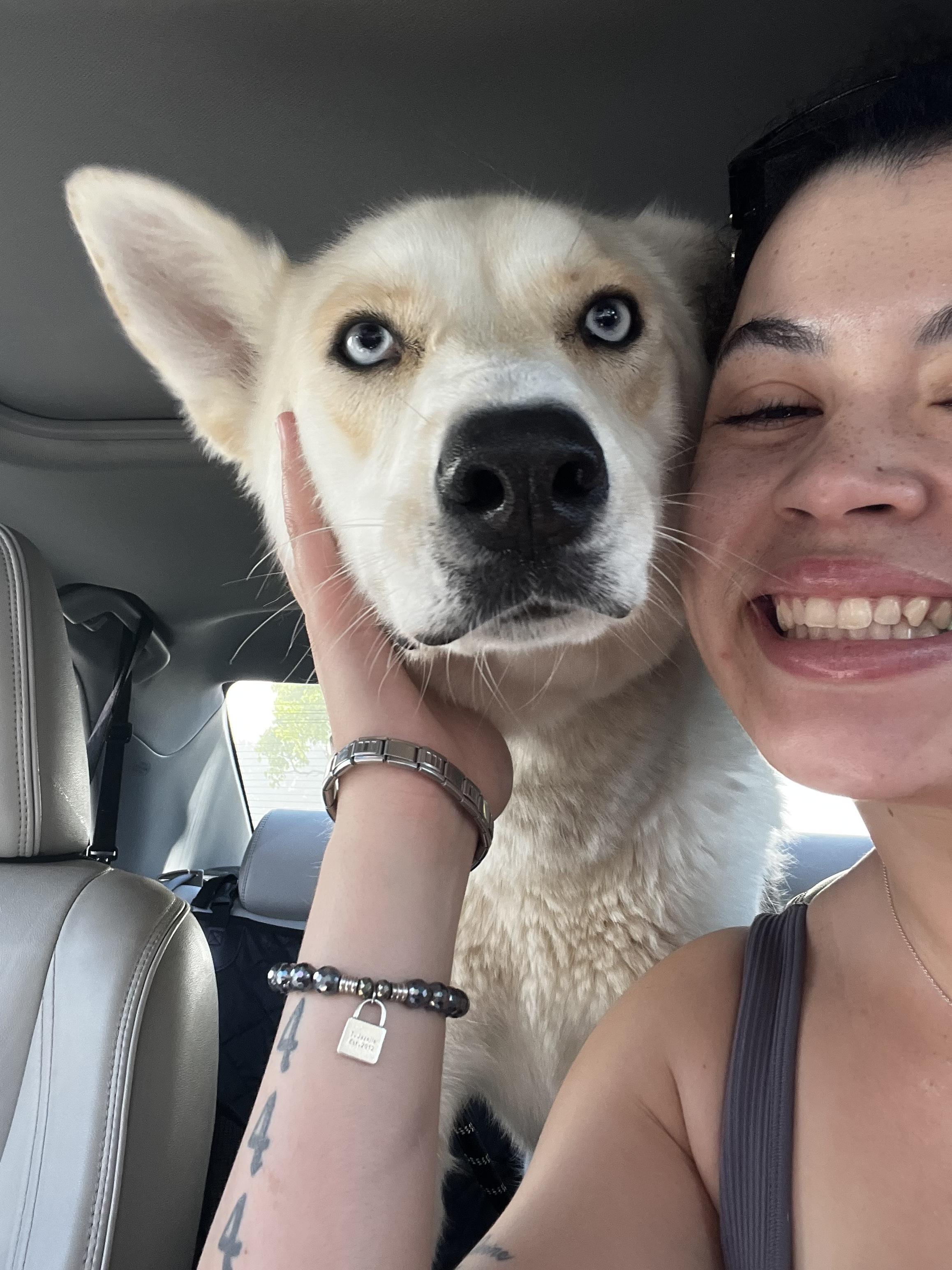 Enlarge Sweet Tina Ready for her Forever Home!, a Adoptable mixed breed in Encino, CA image 2/5