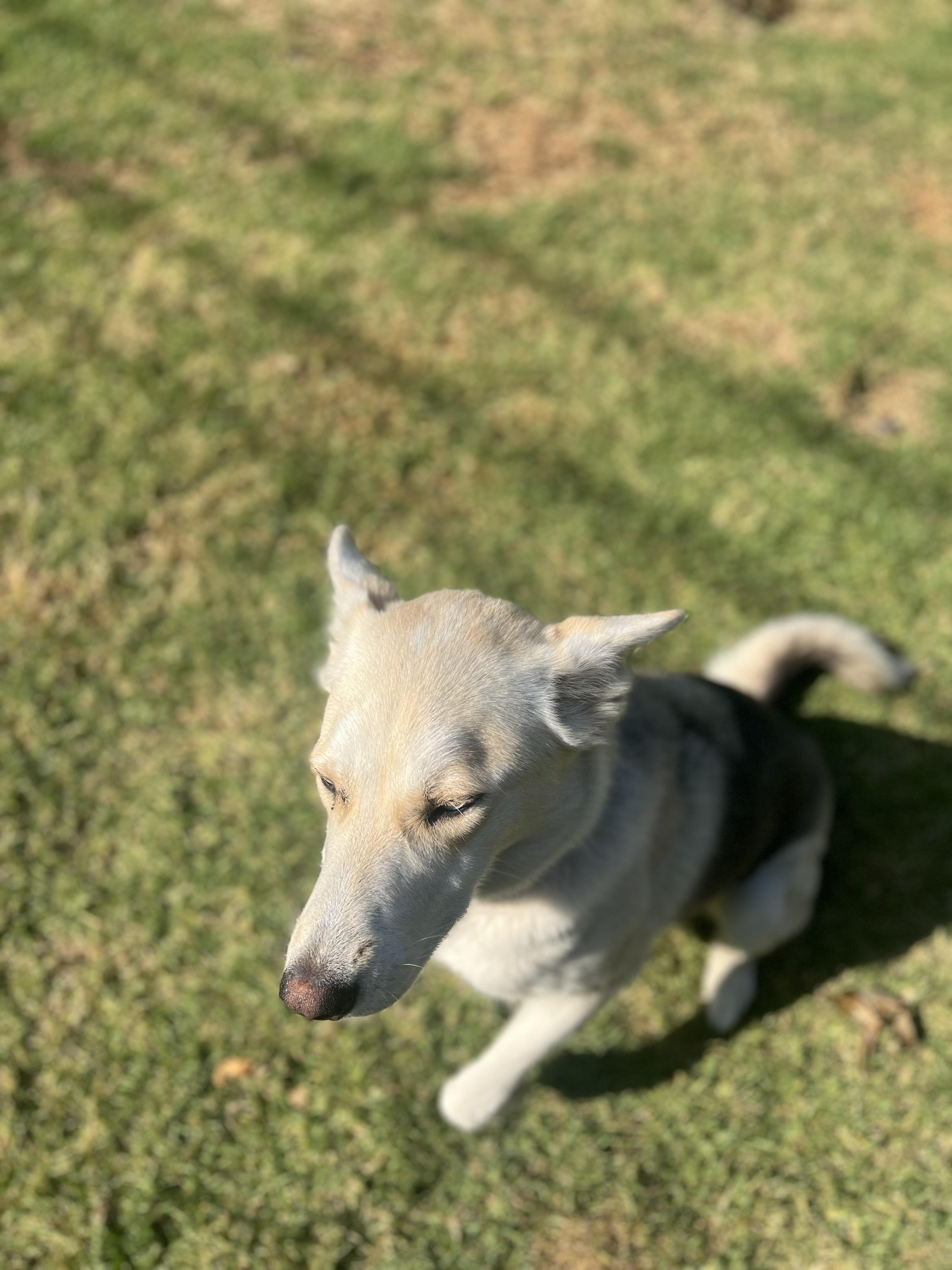 Enlarge Sweet Tina Ready for her Forever Home!, a Adoptable mixed breed in Encino, CA image 3/5