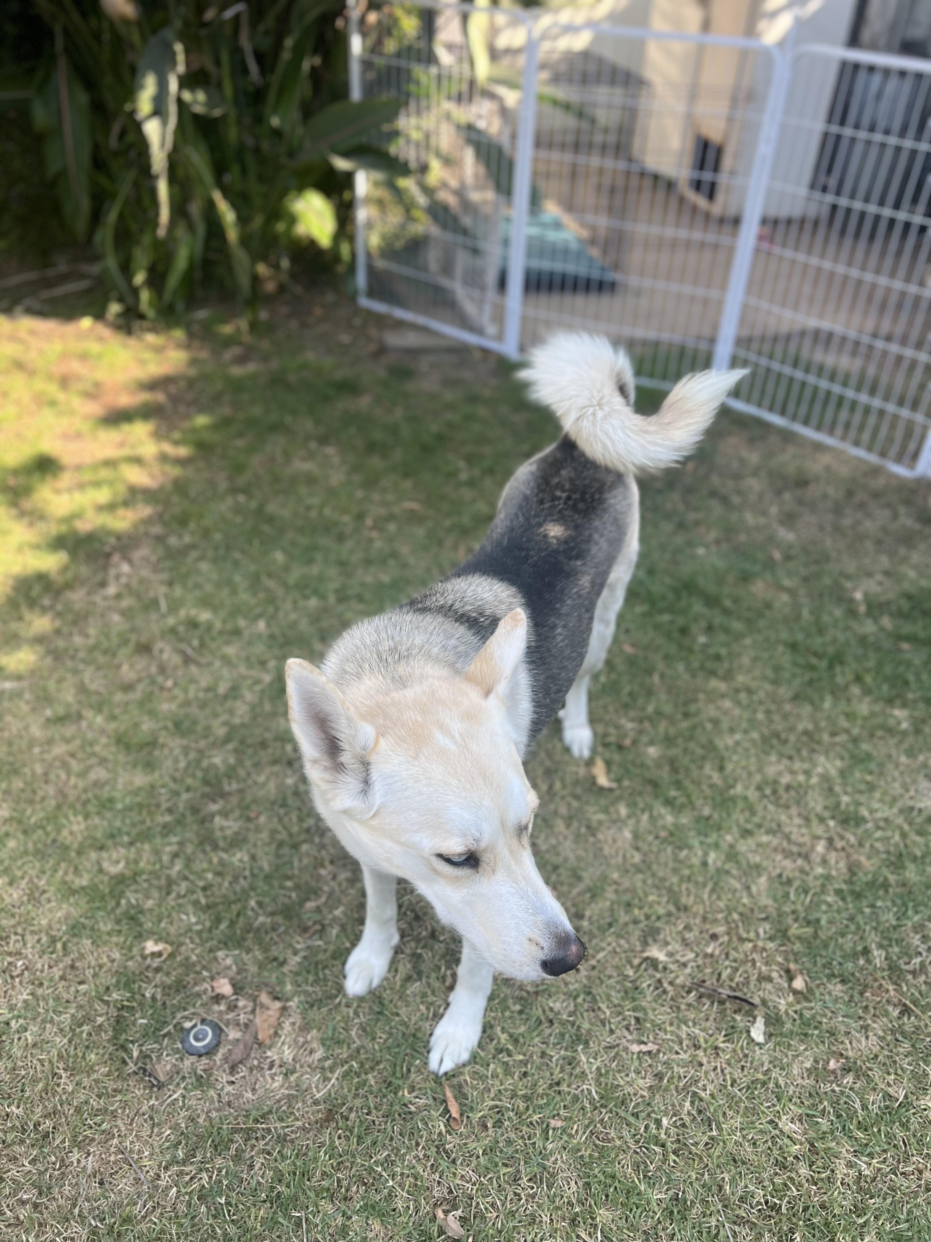 Enlarge Sweet Tina Ready for her Forever Home!, a Adoptable mixed breed in Encino, CA image 5/5