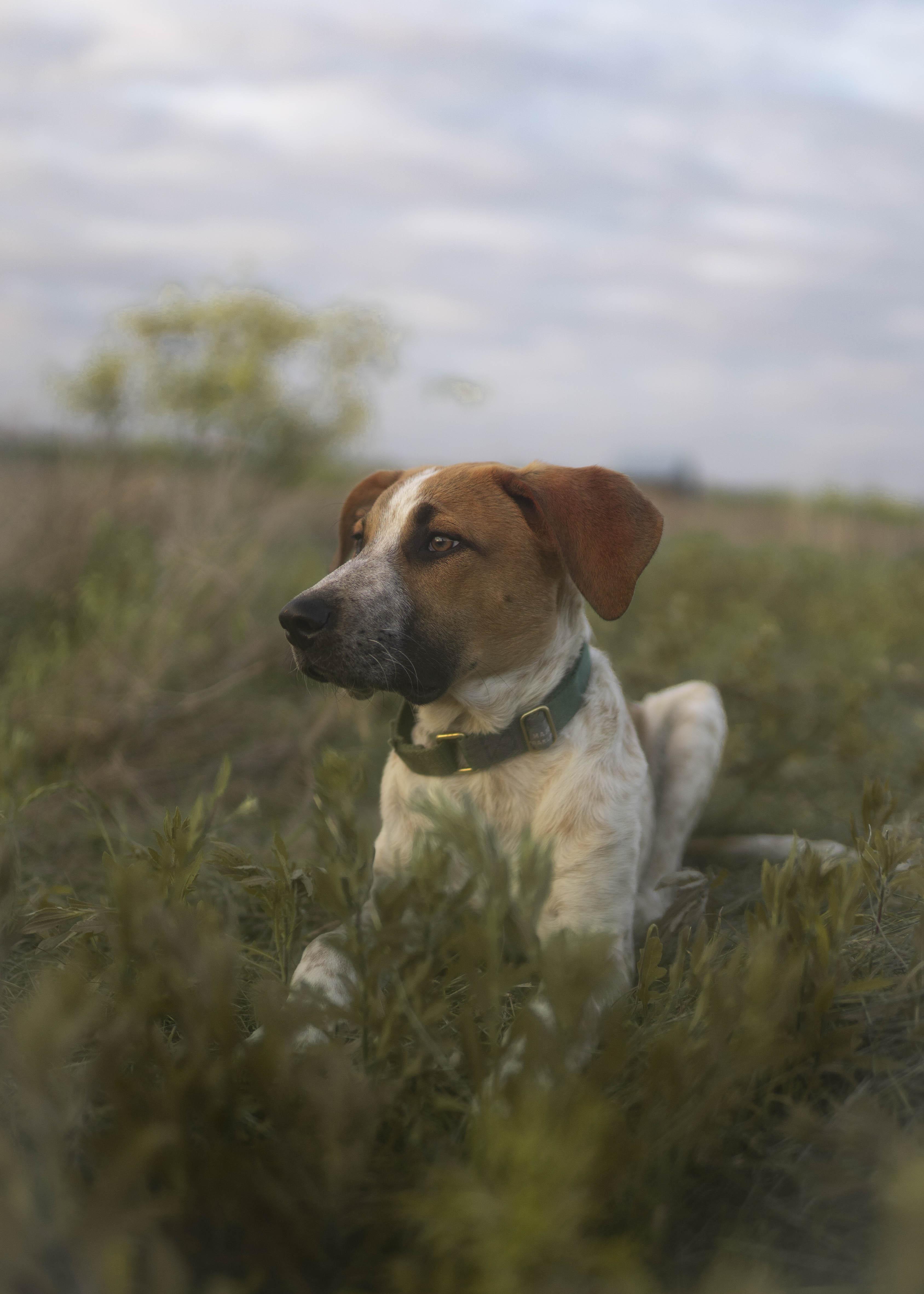 Enlarge Earl Grey (AKA: Eggy), a Adoptable mixed breed in Driftwood, TX image 6/6