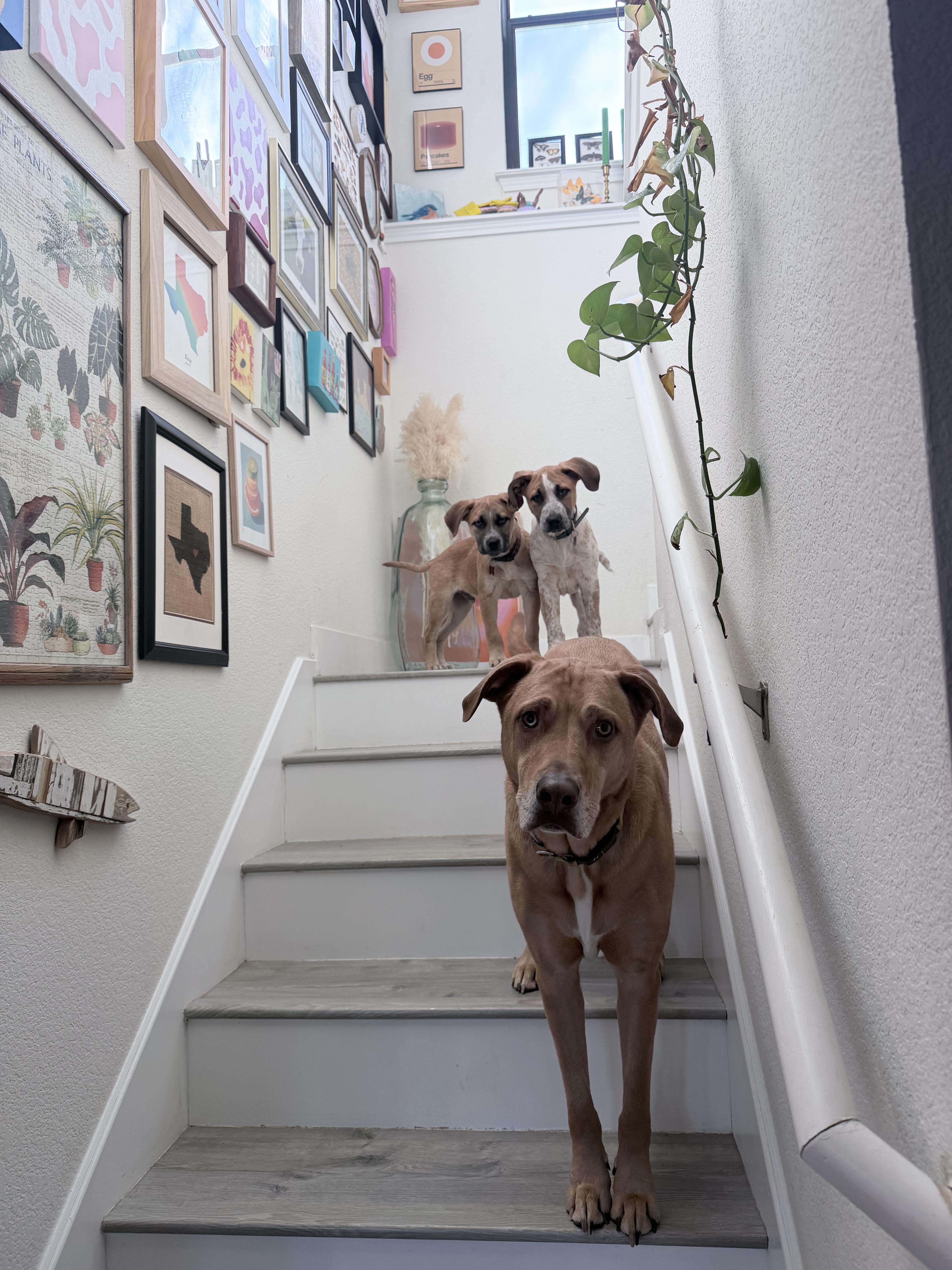 Earl Grey (AKA: Eggy), a Adoptable mixed breed in Driftwood, TX image 4/5