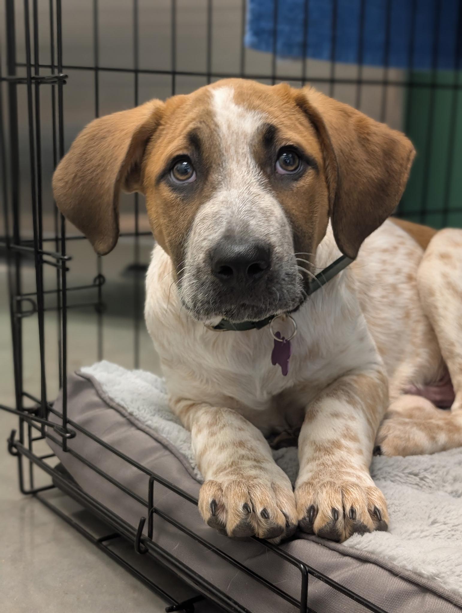 Earl Grey (AKA: Eggy), a Adoptable mixed breed in Driftwood, TX image 3/5