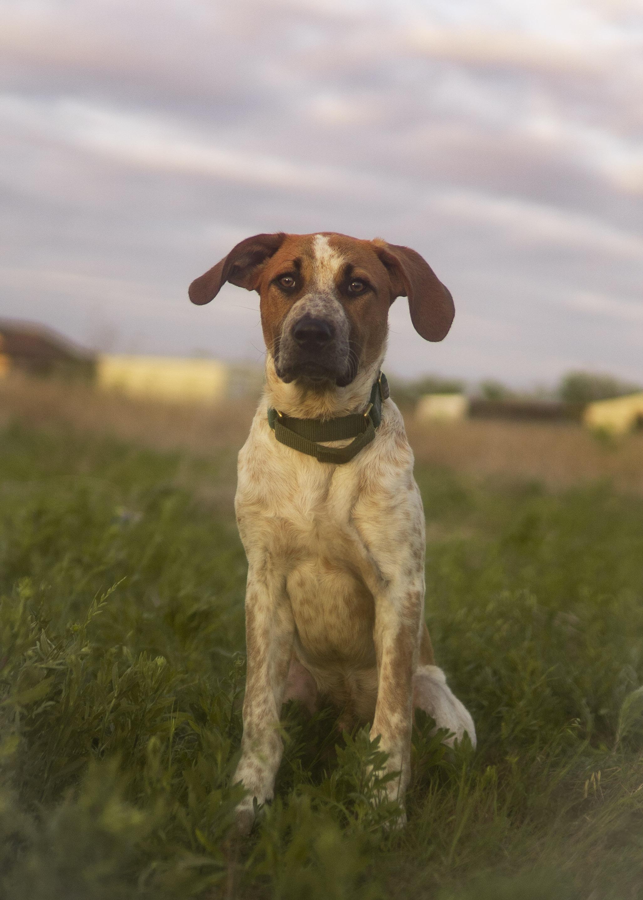 Enlarge Earl Grey (AKA: Eggy), a Adoptable mixed breed in Driftwood, TX image 2/6