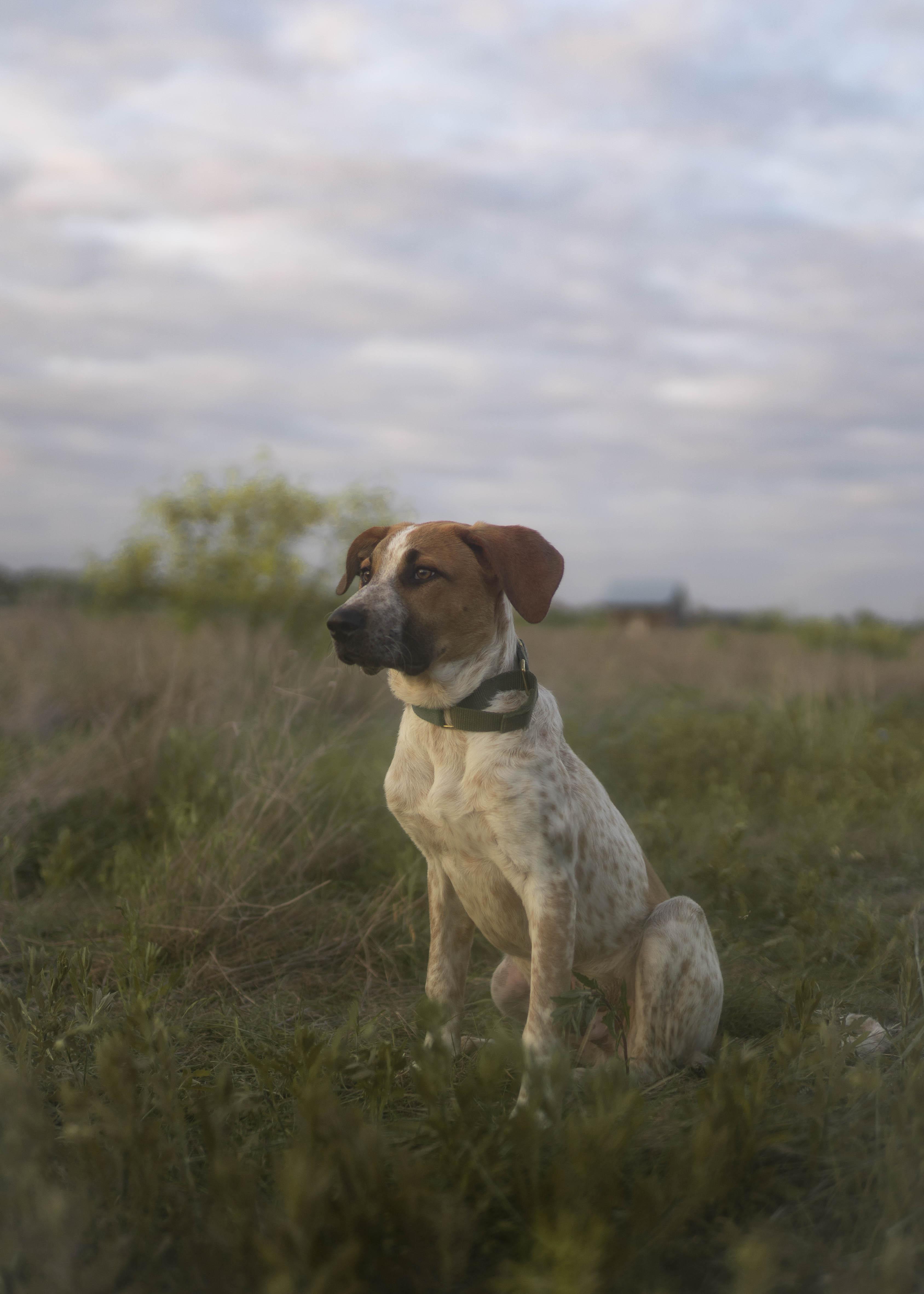 Enlarge Earl Grey (AKA: Eggy), a Adoptable mixed breed in Driftwood, TX image 4/6