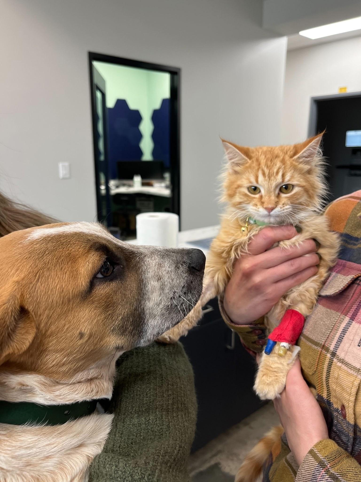 Earl Grey (AKA: Eggy), a Adoptable mixed breed in Driftwood, TX image 2/5