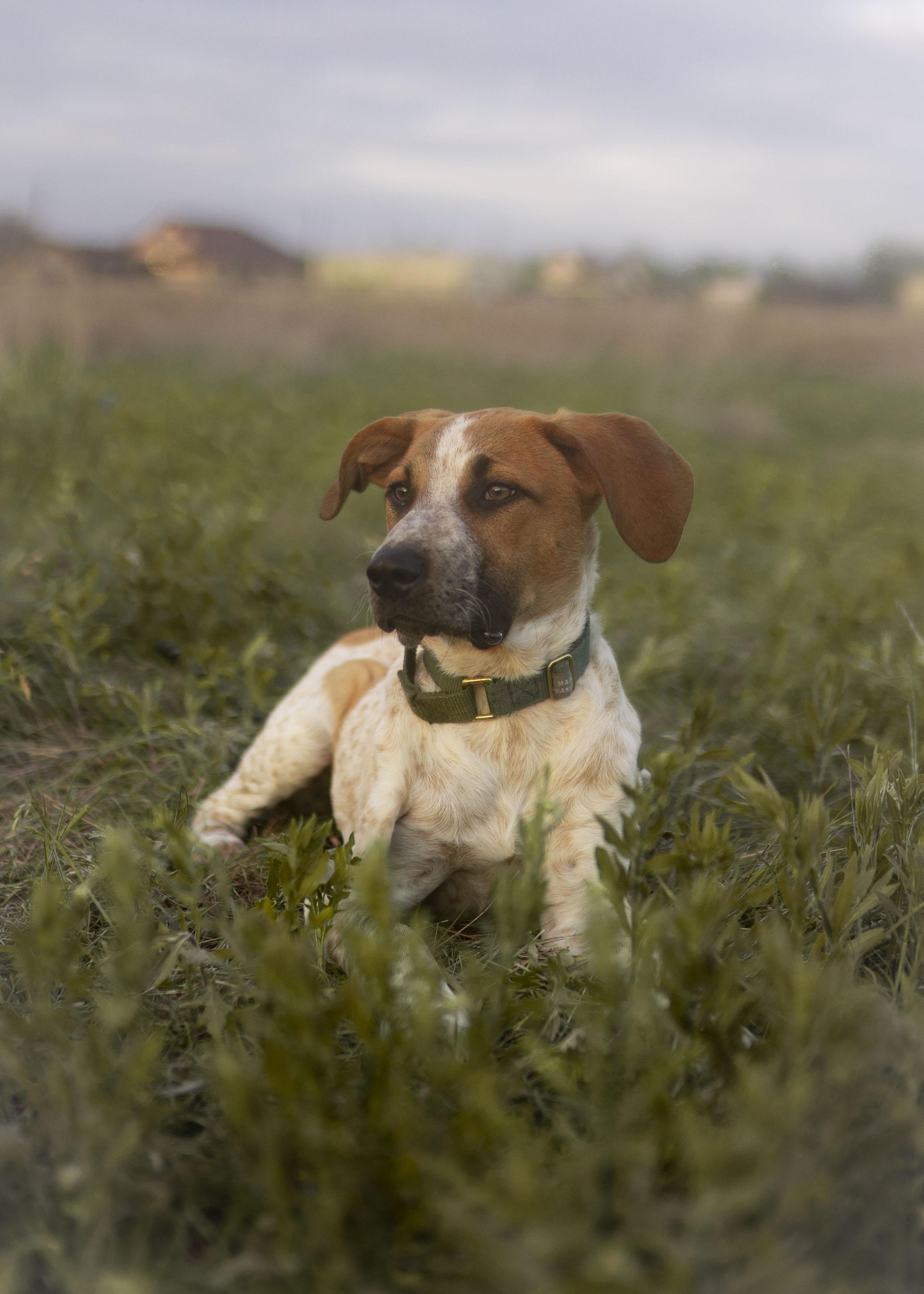 Enlarge Earl Grey (AKA: Eggy), a Adoptable mixed breed in Driftwood, TX image 1/6