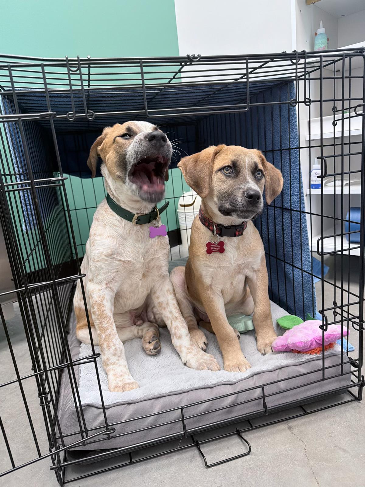 Earl Grey (AKA: Eggy), a Adoptable mixed breed in Driftwood, TX image 5/5