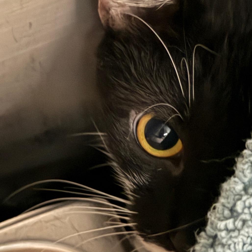 Enlarge Sweet Pea, a Adoptable Domestic Short Hair in Troy, VA image 1/1
