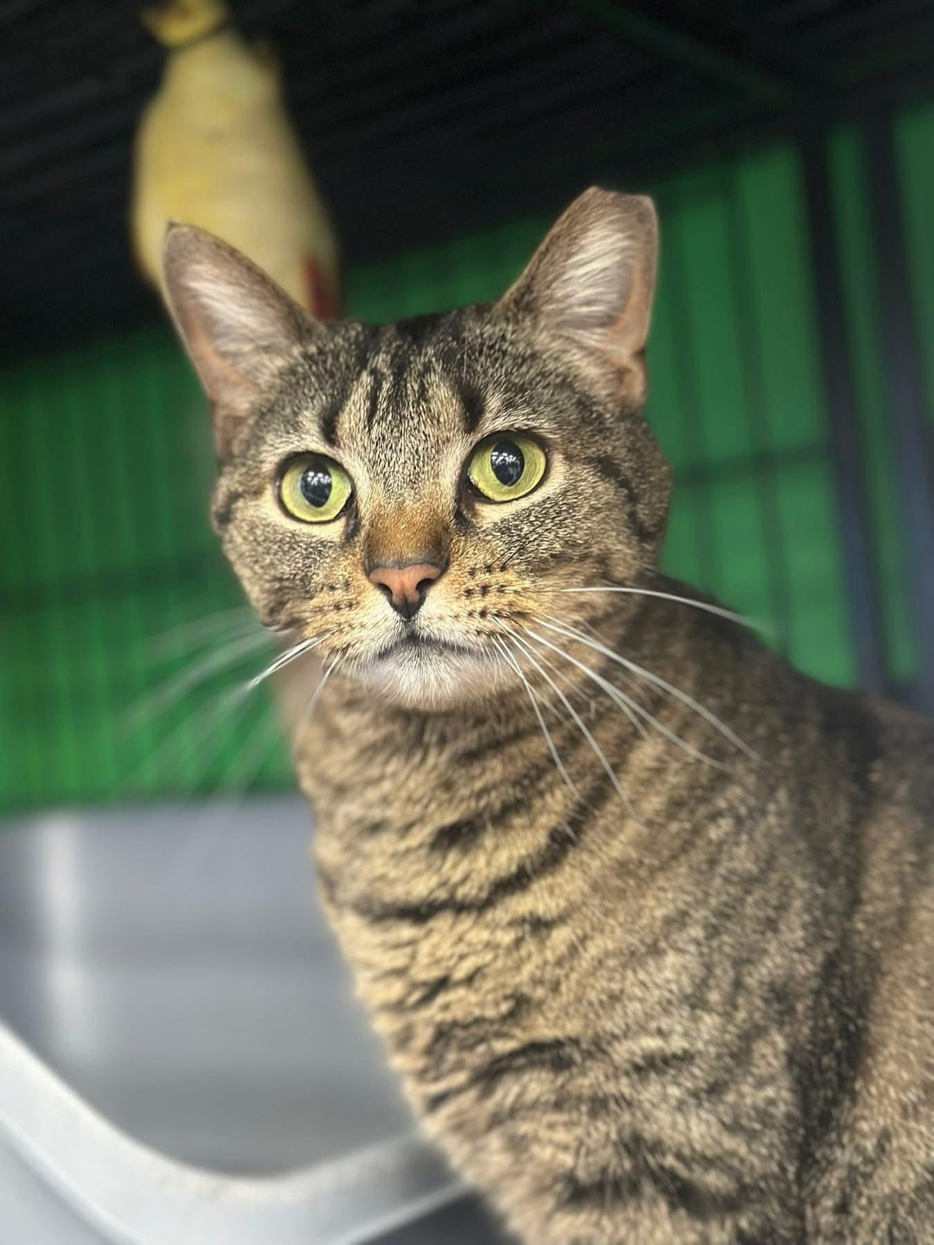 Sweetie, adopted, Young Female Domestic Short Hair.