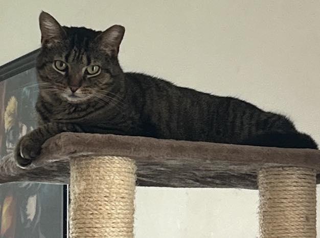 Enlarge Sweetie, an adopted Domestic Short Hair in Cleveland, OH image 2/3