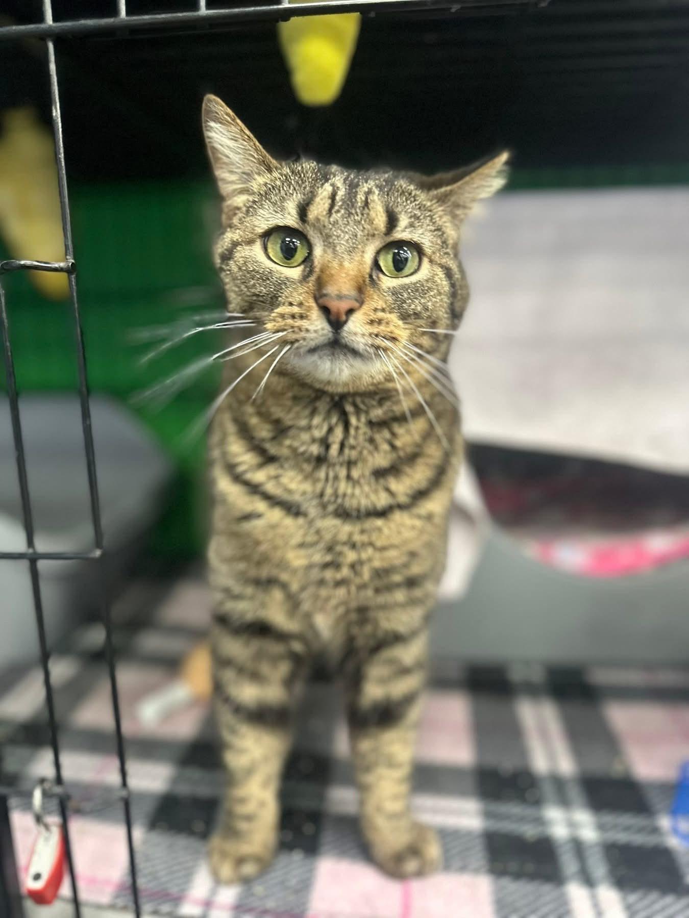 Enlarge Sweetie, an adopted Domestic Short Hair in Cleveland, OH image 3/3