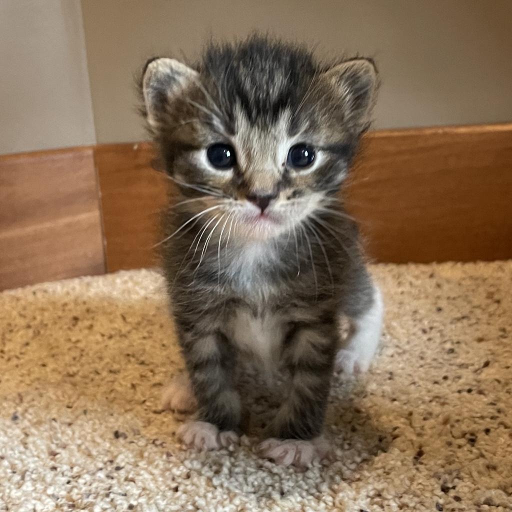 Carson — thumbnail 5