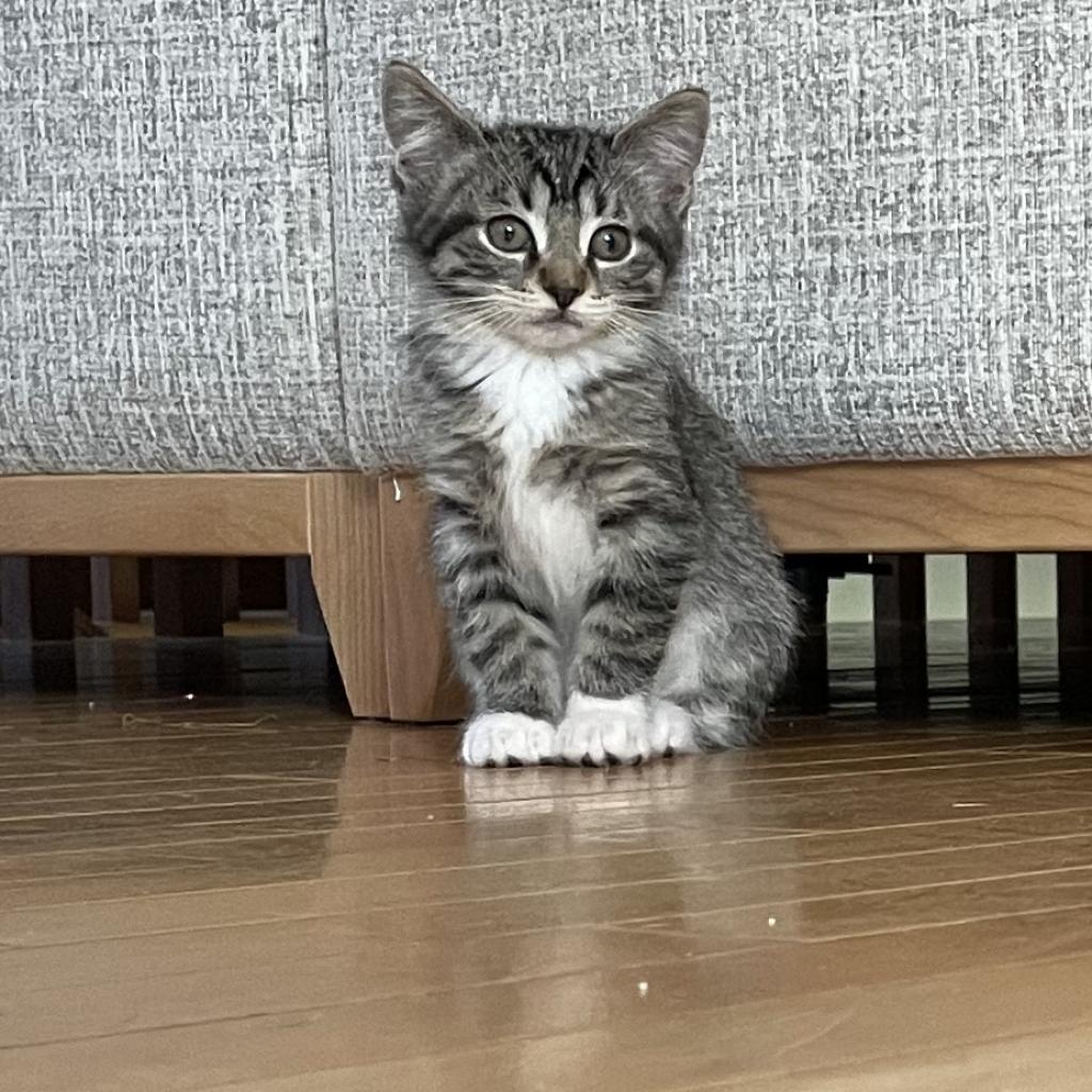 Carson — thumbnail 6