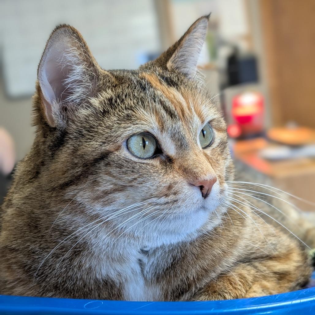 Holly, Adoptable, Adult Female Domestic Short Hair.