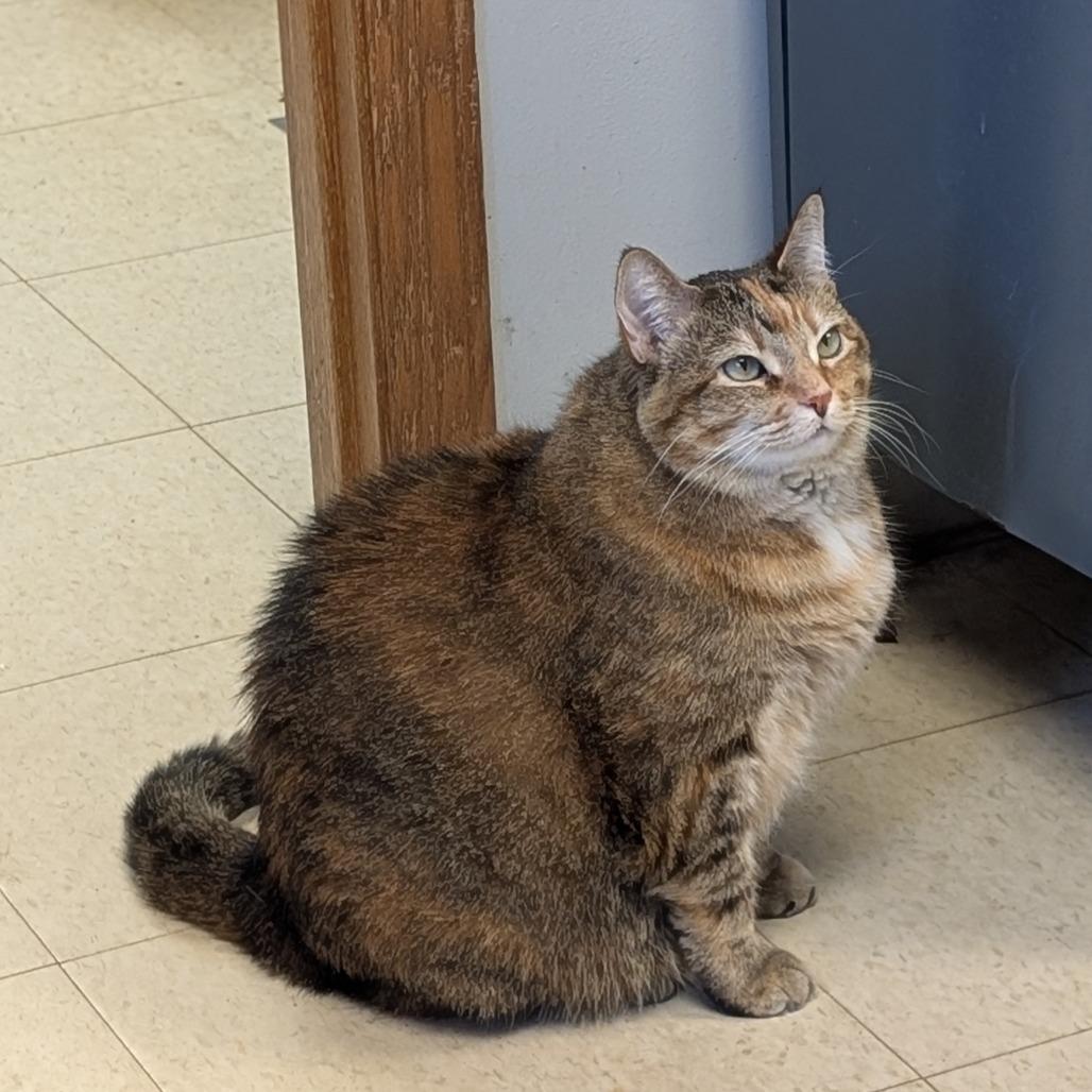Enlarge Holly, a Adoptable Domestic Short Hair in Milford, IA image 1/6