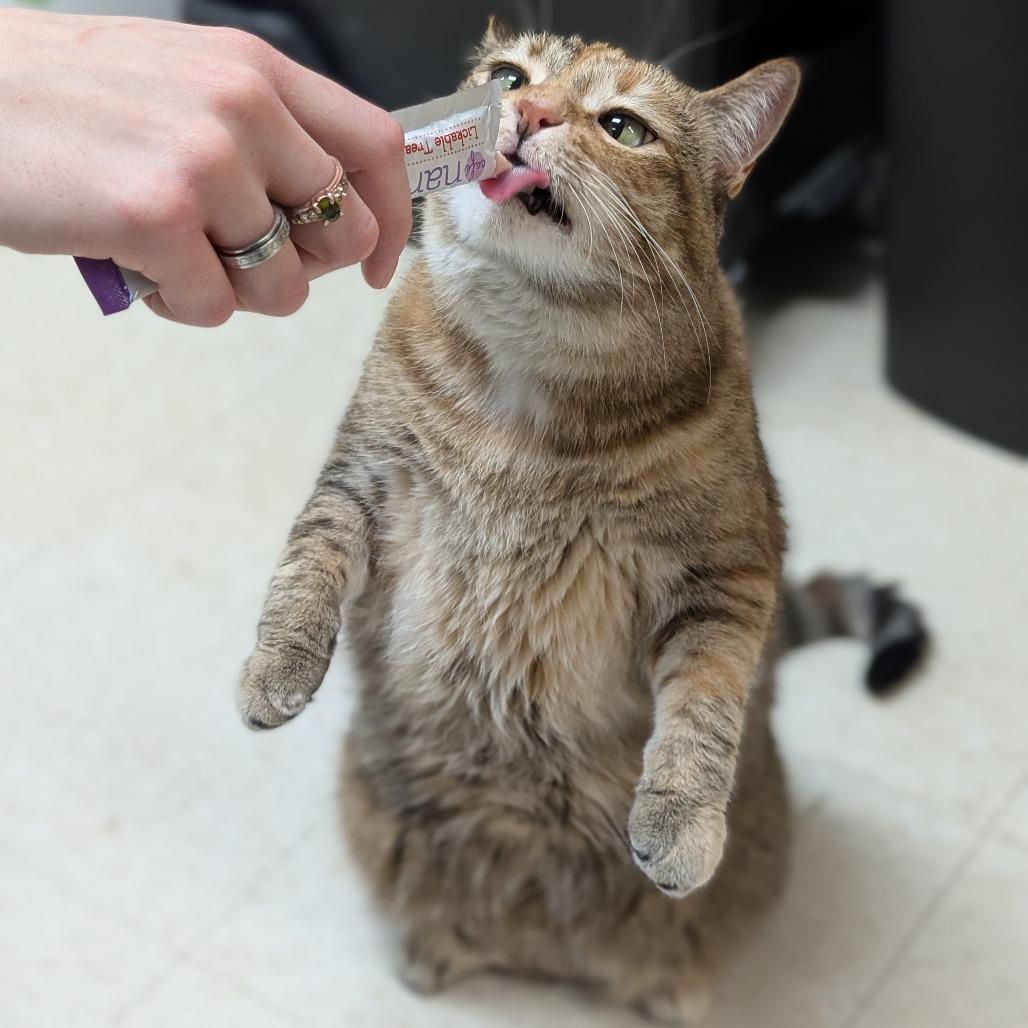 Enlarge Holly, a Adoptable Domestic Short Hair in Milford, IA image 2/6