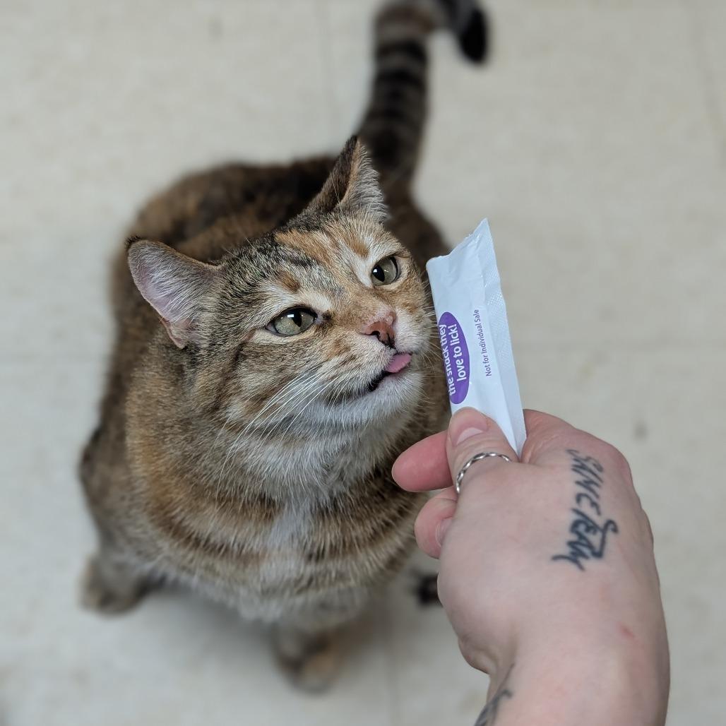 Enlarge Holly, a Adoptable Domestic Short Hair in Milford, IA image 3/6