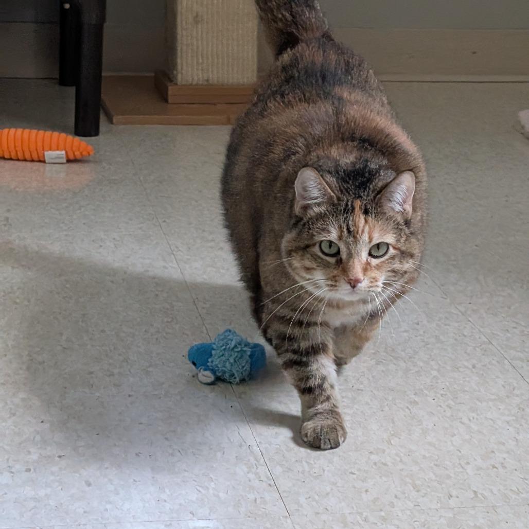 Enlarge Holly, a Adoptable Domestic Short Hair in Milford, IA image 4/6