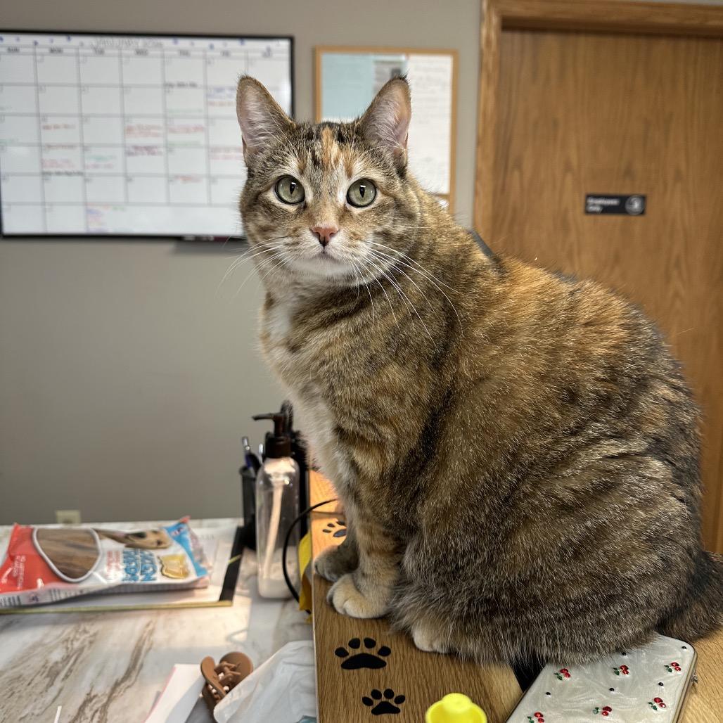 Enlarge Holly, a Adoptable Domestic Short Hair in Milford, IA image 5/6