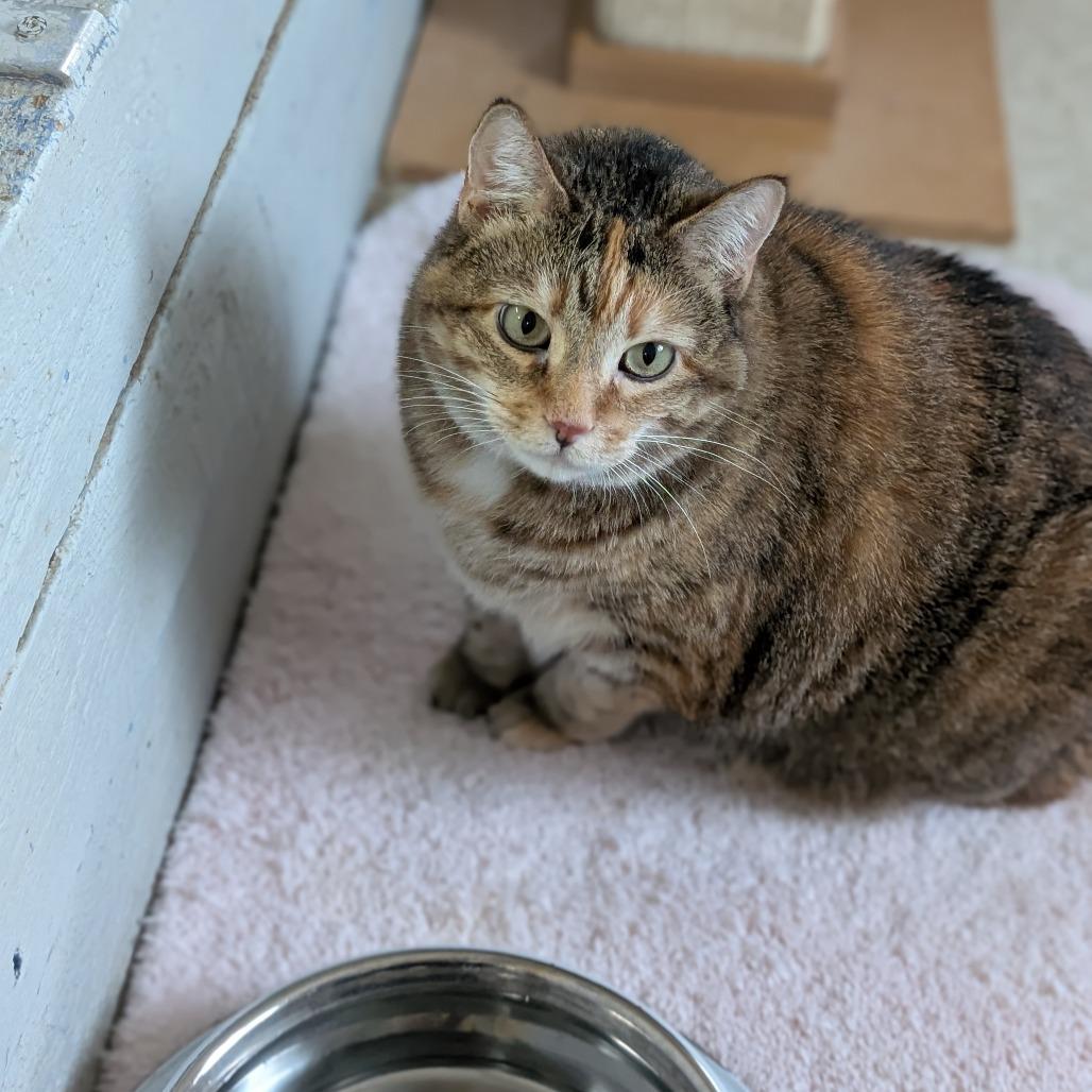 Enlarge Holly, a Adoptable Domestic Short Hair in Milford, IA image 6/6