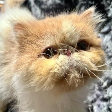 Bear, a Adopted Persian in San Francisco, CA image 1/4