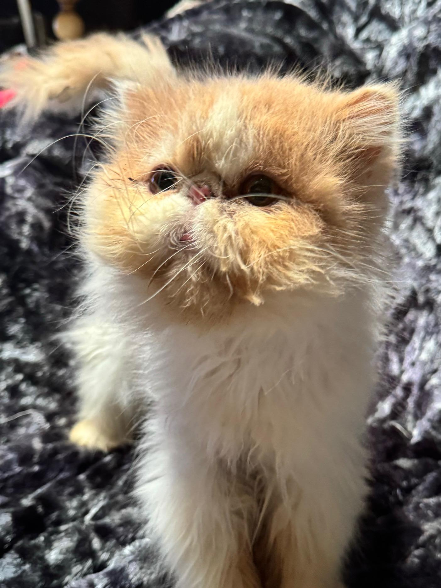 Bear, a Adopted Persian in San Francisco, CA image 3/4