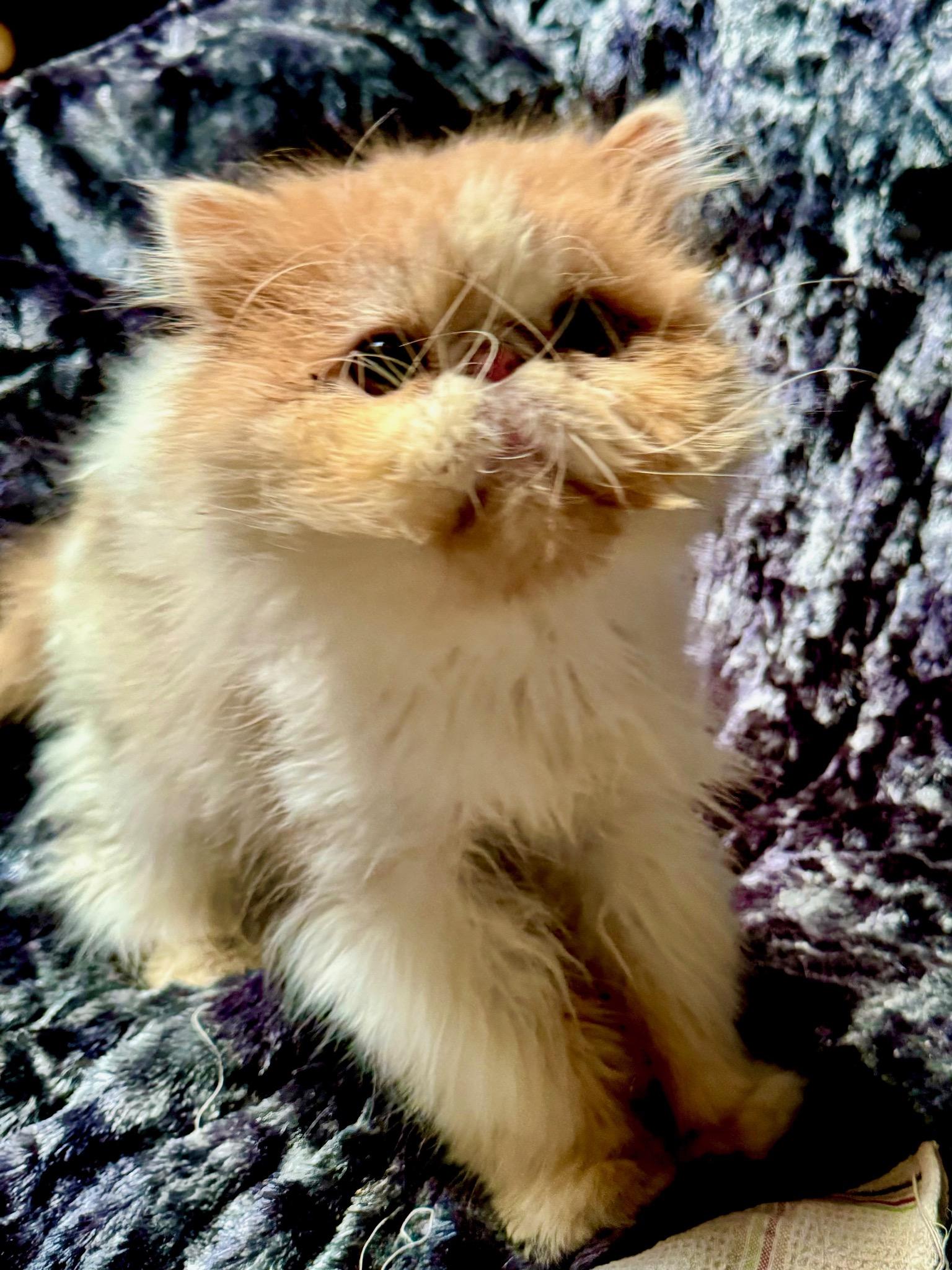 Bear, a Adopted Persian in San Francisco, CA image 4/4