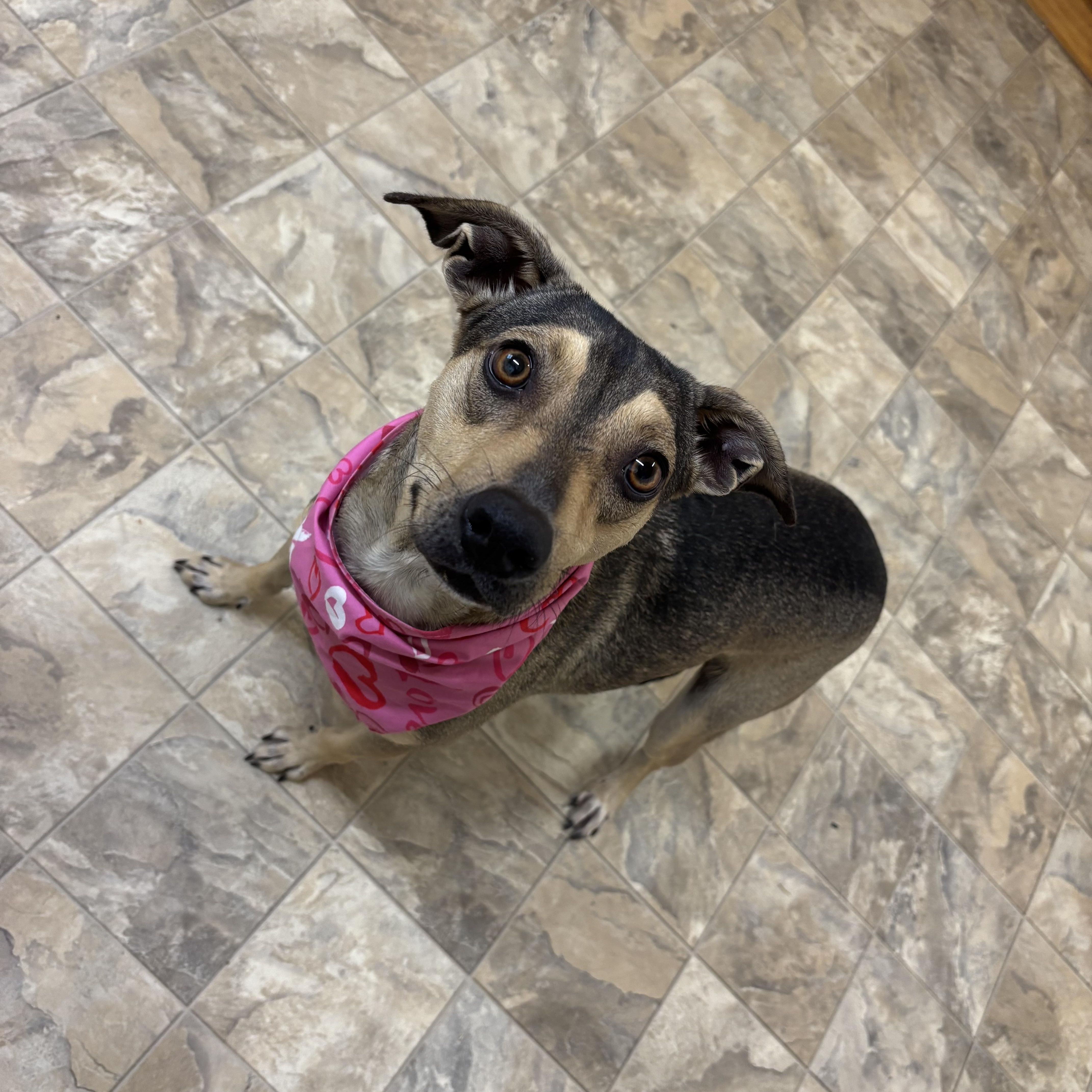 Leona, Adoptable, Adult Female Chihuahua.