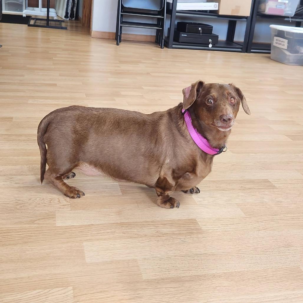 Peanut, Adoptable, Senior Female Dachshund.