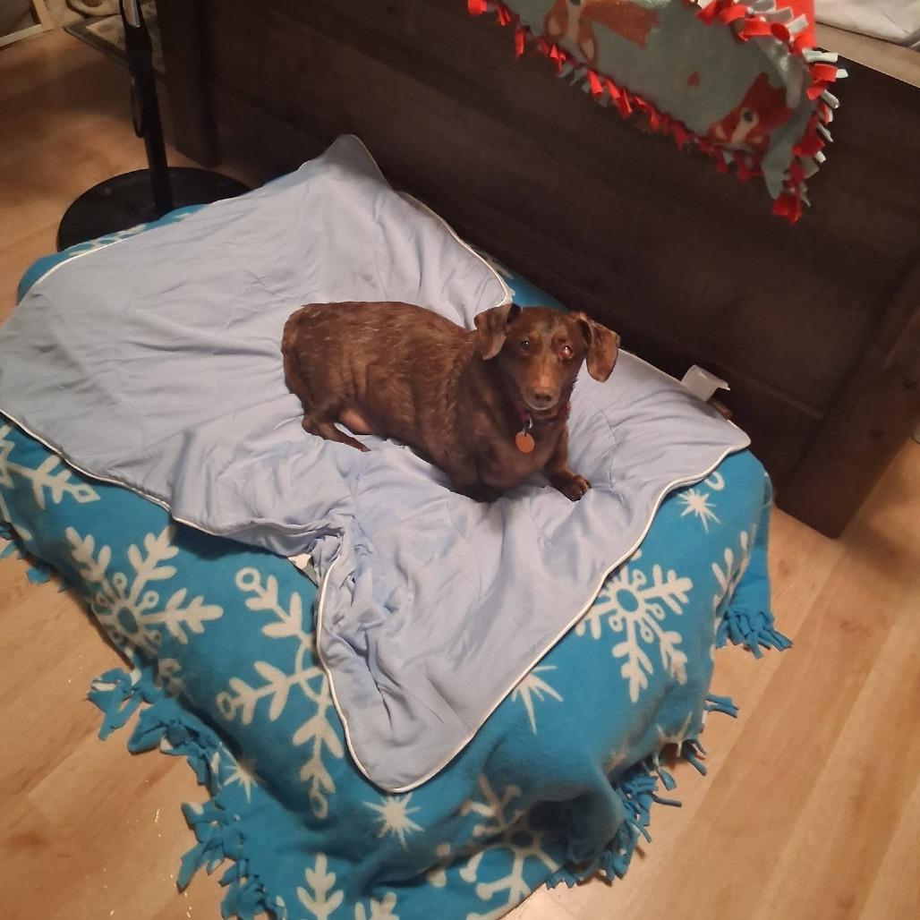 Enlarge Peanut, a Adoptable Dachshund in Saint Cloud, MN image 2/6