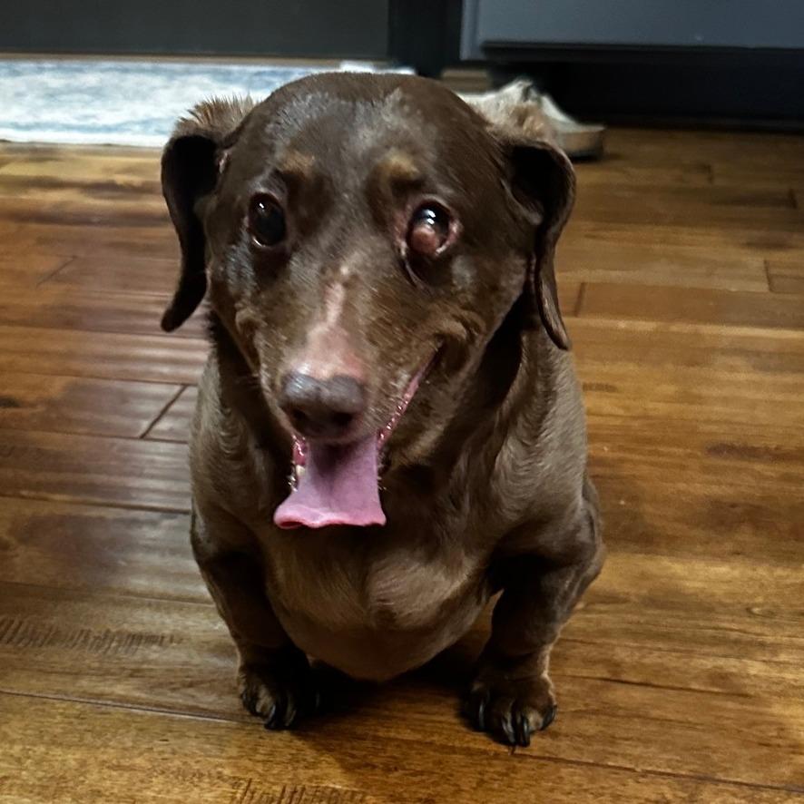Enlarge Peanut, a Adoptable Dachshund in Saint Cloud, MN image 3/6