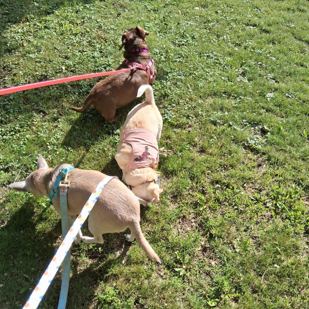 Enlarge Peanut, a Adoptable Dachshund in Saint Cloud, MN image 4/6