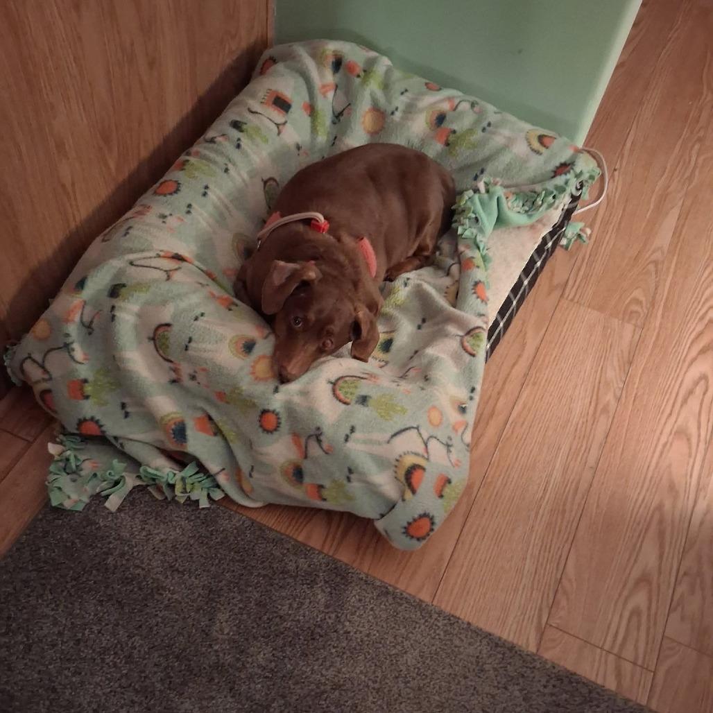 Enlarge Peanut, a Adoptable Dachshund in Saint Cloud, MN image 5/6
