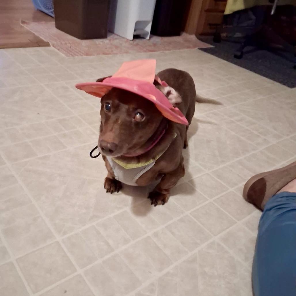 Enlarge Peanut, a Adoptable Dachshund in Saint Cloud, MN image 5/6