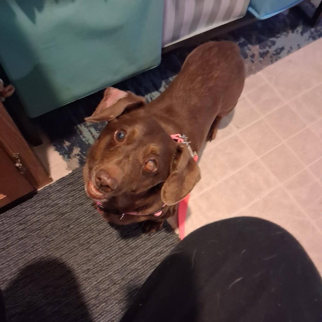 Enlarge Peanut, a Adoptable Dachshund in Saint Cloud, MN image 6/6