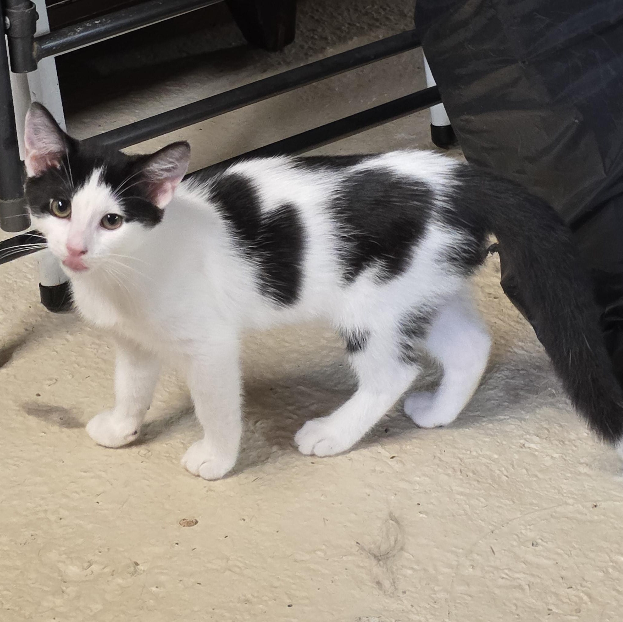 Uno, Adoptable, Kitten Male Domestic Short Hair.