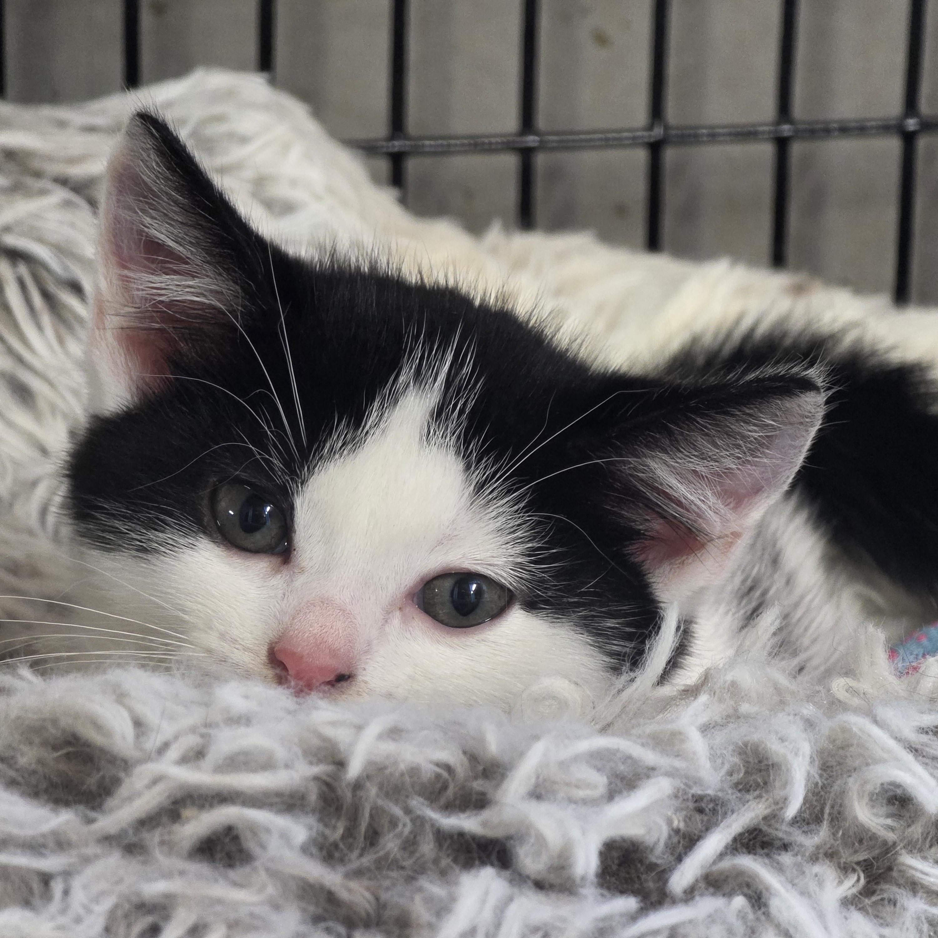 Enlarge Uno, a Adoptable mixed breed in Johnson City, NY image 2/2