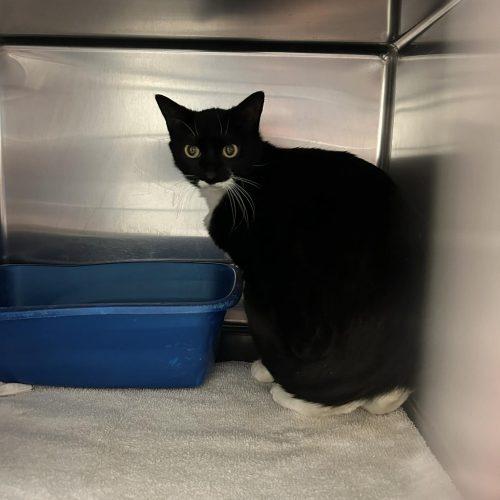 Enlarge Smalls, a Adoptable Domestic Short Hair in Burlington, IA image 1/2