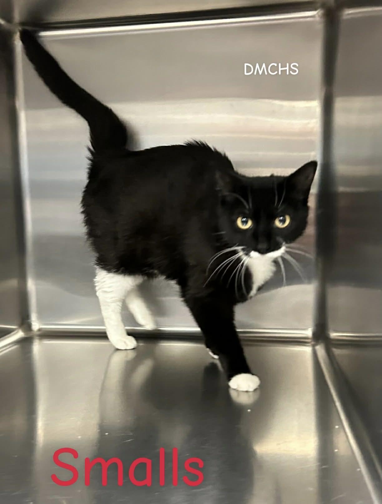 Enlarge Smalls, a Adoptable Domestic Short Hair in Burlington, IA image 2/2