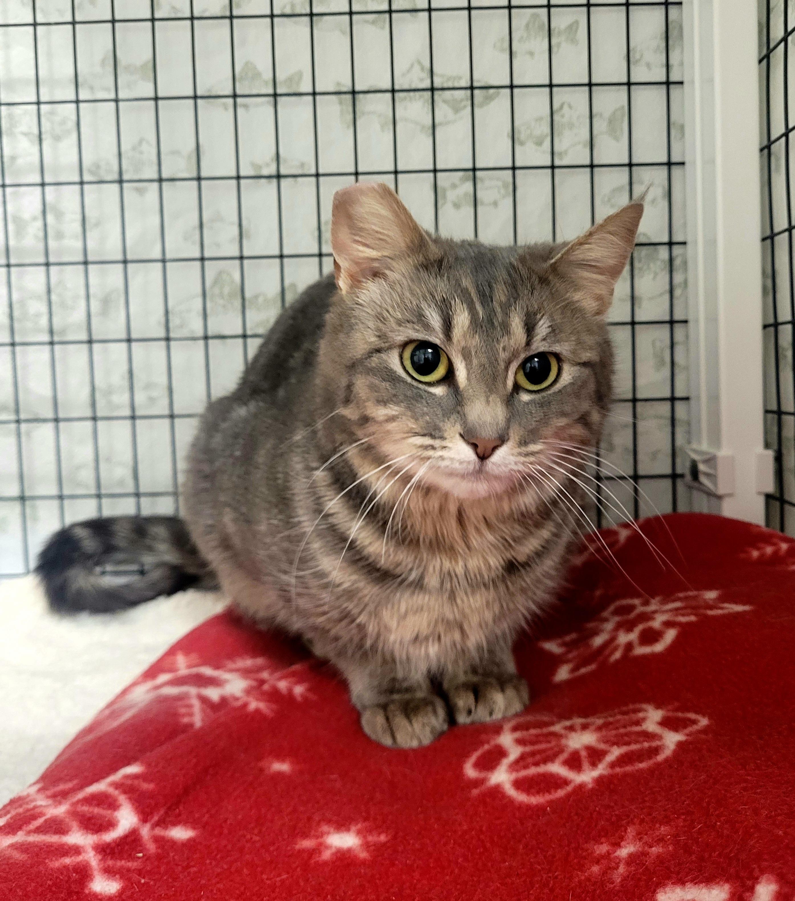 Hailey, adopted, Adult Female Domestic Short Hair.
