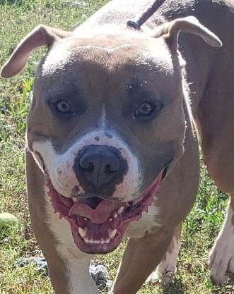 TITUS, Adoptable, Adult Male American Staffordshire Terrier.