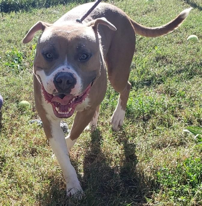 Enlarge TITUS, a Adoptable American Staffordshire Terrier in Tappahannock, VA image 2/2