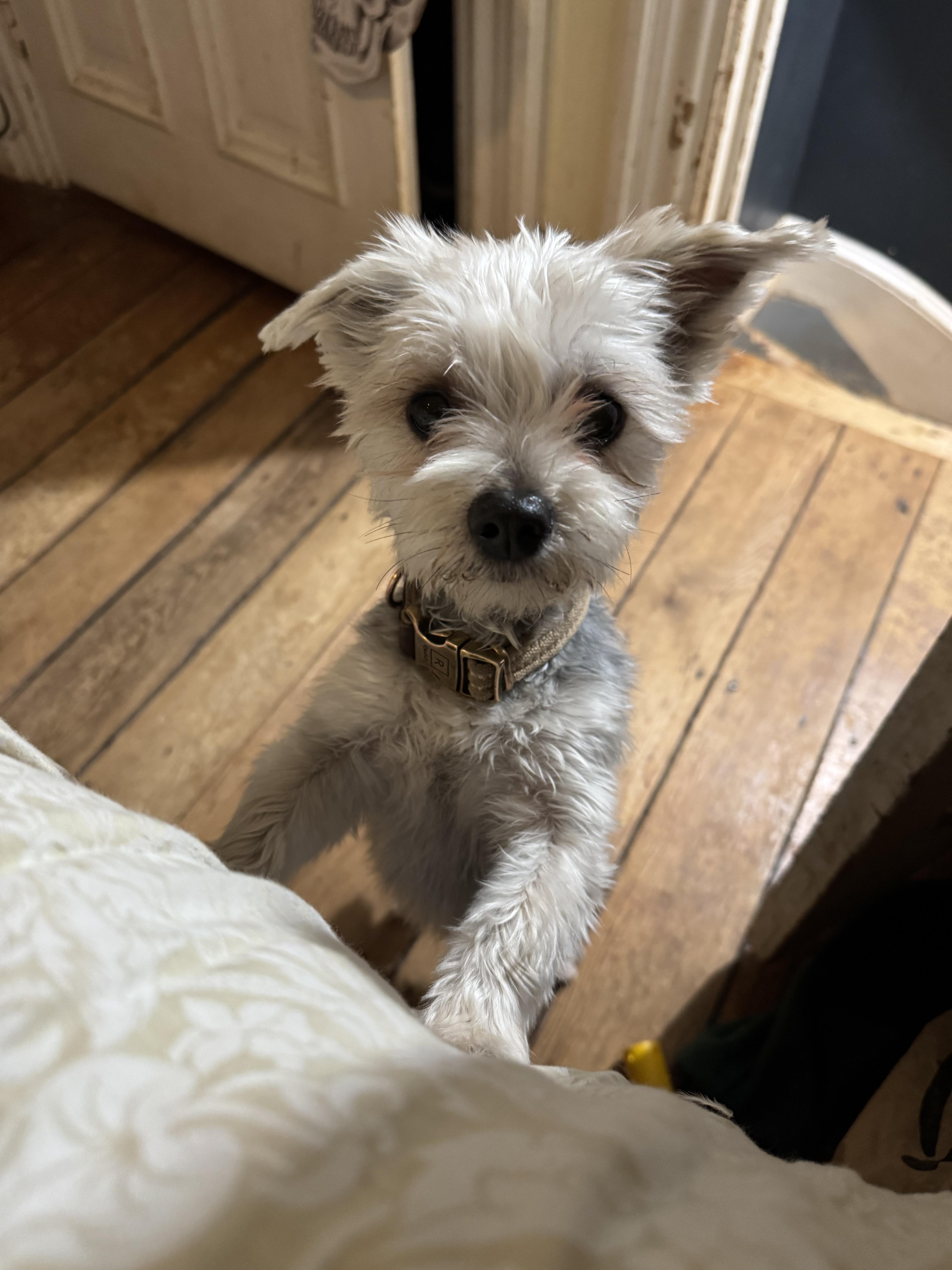 Charlie, ADOPTABLE, Young Male Yorkshire Terrier & Maltese.