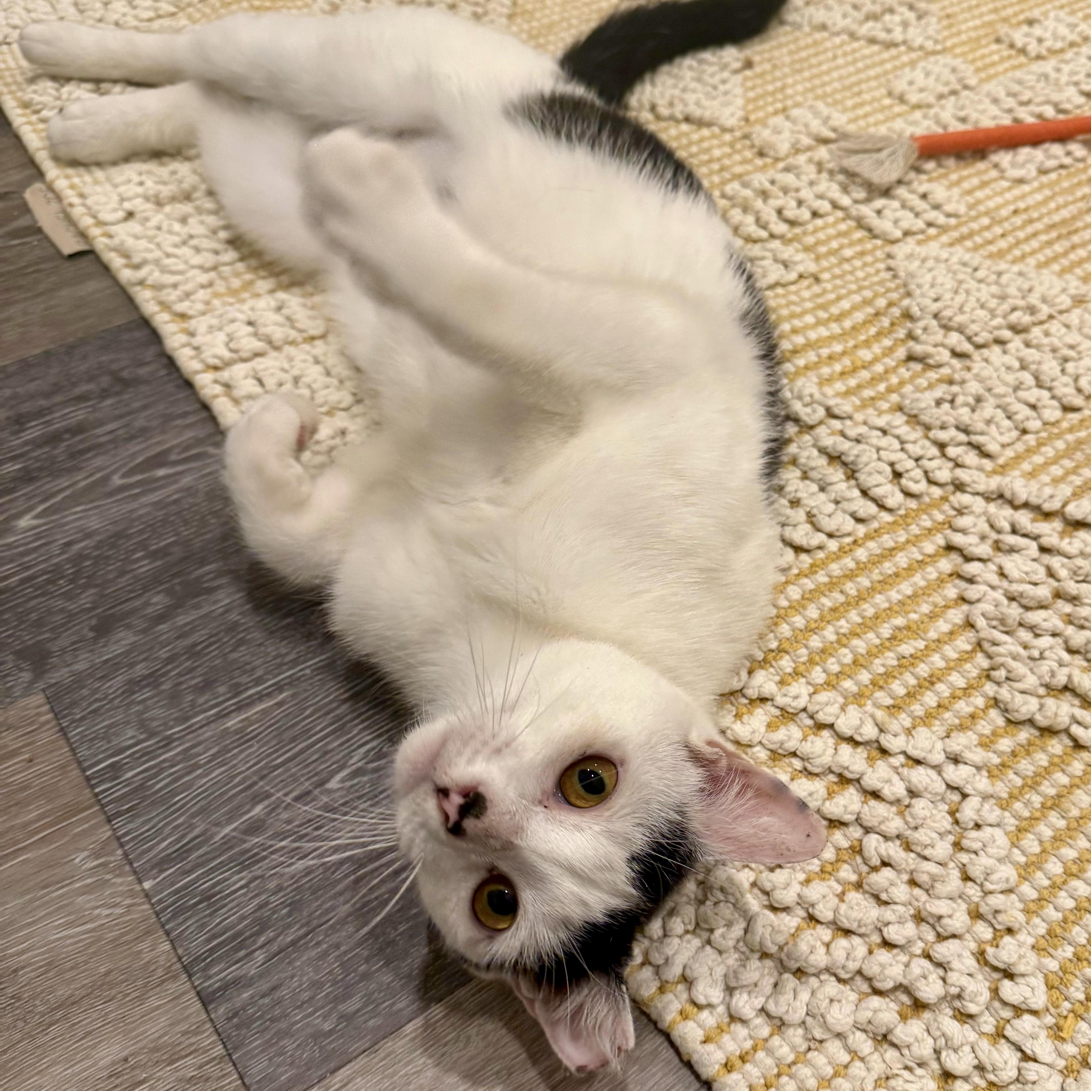 Buttermilk Betsy, a ADOPTABLE Domestic Short Hair in Alexandria, VA image 5/6