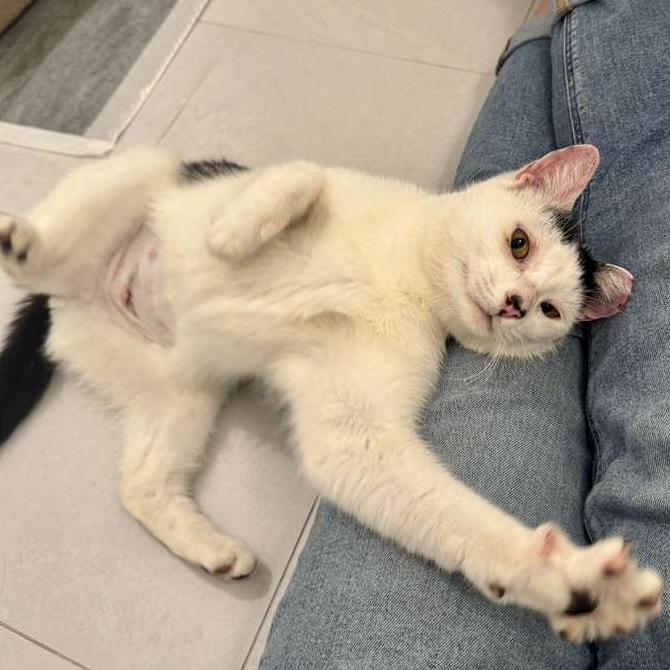 Buttermilk Betsy, a ADOPTABLE Domestic Short Hair in Alexandria, VA image 1/6