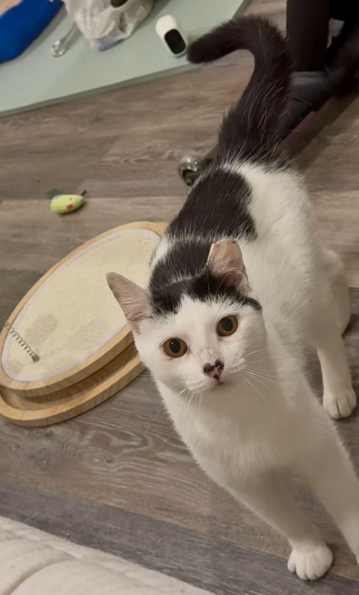 Buttermilk Betsy, a ADOPTABLE Domestic Short Hair in Alexandria, VA image 6/6