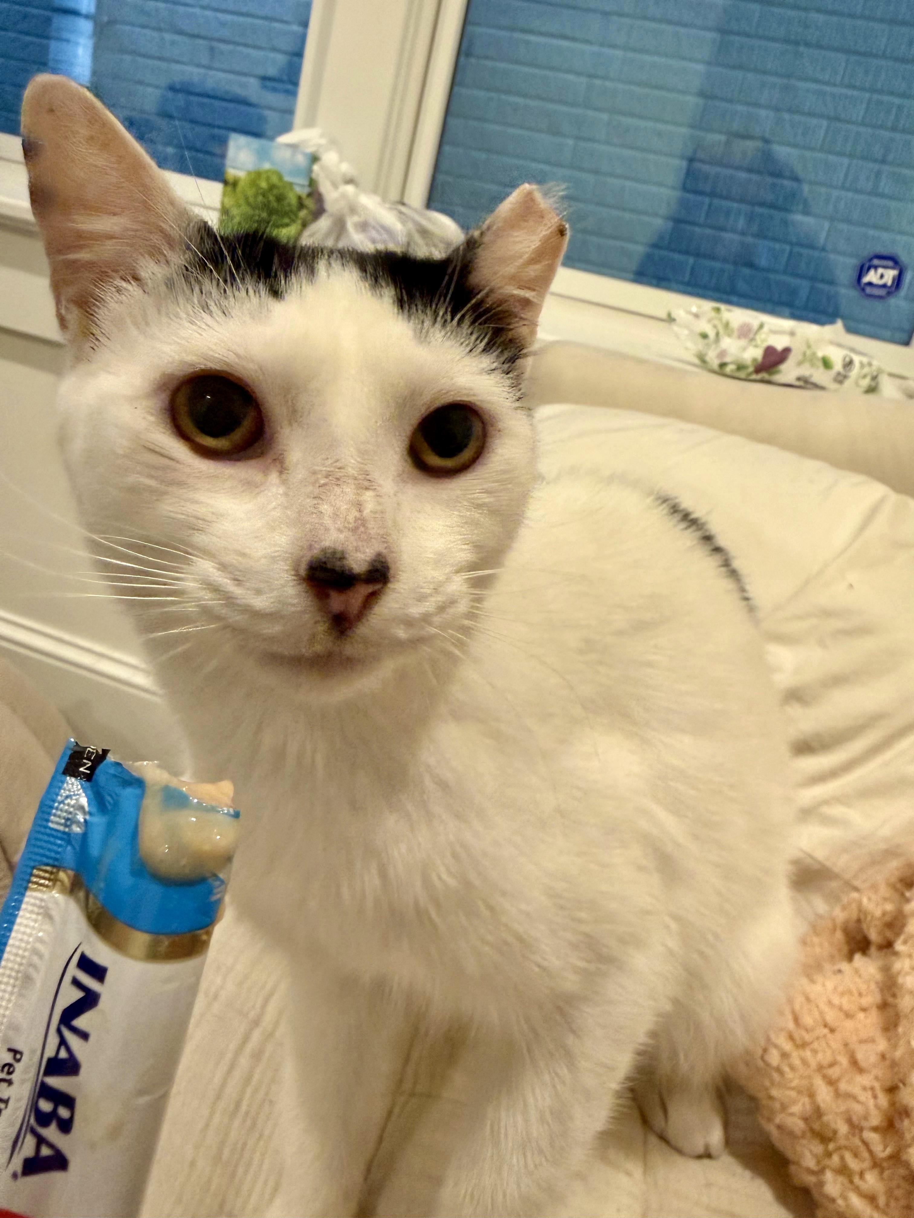 Buttermilk Betsy, a ADOPTABLE Domestic Short Hair in Alexandria, VA image 4/6