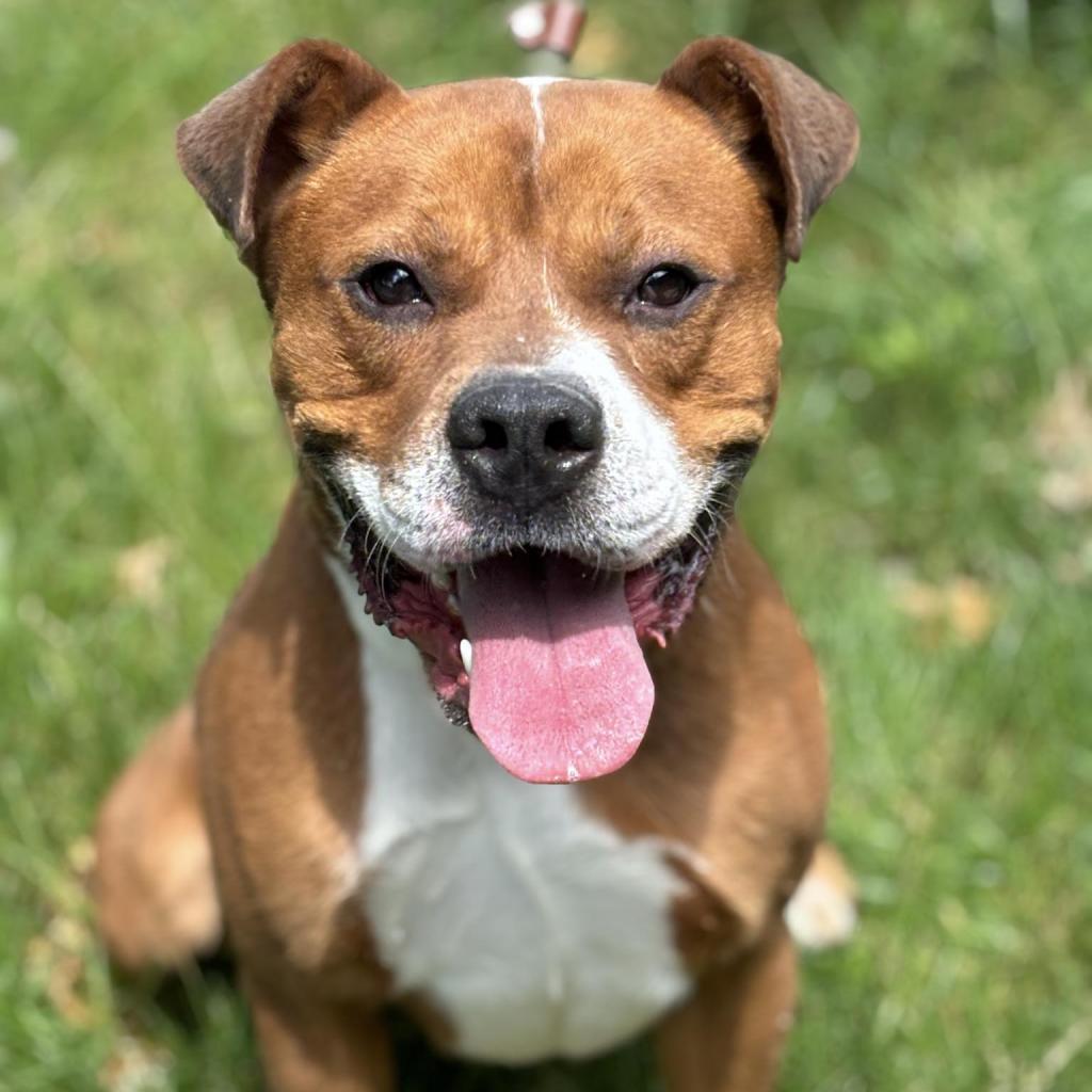 Enlarge Larry, a Adoptable Mixed Breed in Beckley, WV image 1/6