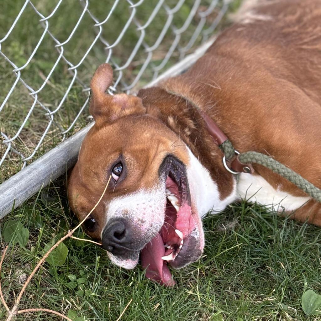 Enlarge Larry, a Adoptable Mixed Breed in Beckley, WV image 3/6