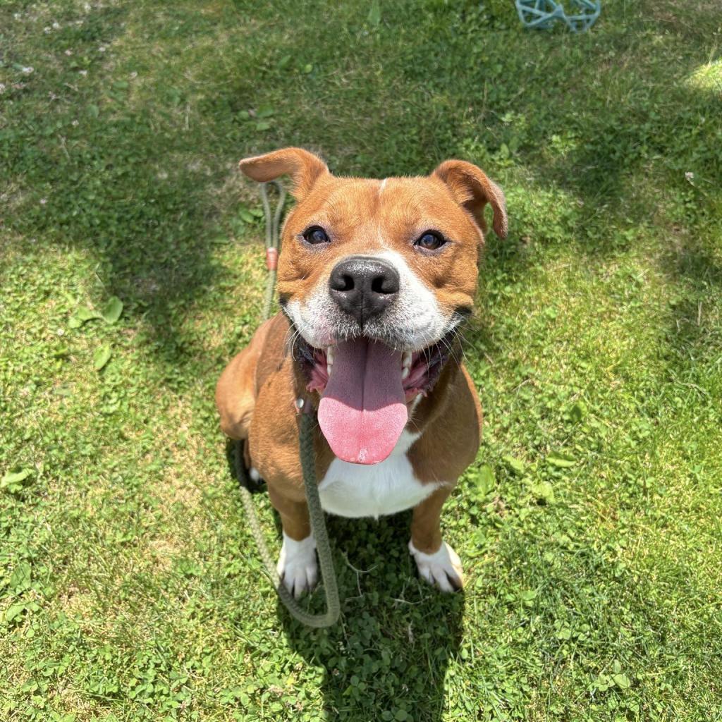 Enlarge Larry, a Adoptable Mixed Breed in Beckley, WV image 4/6